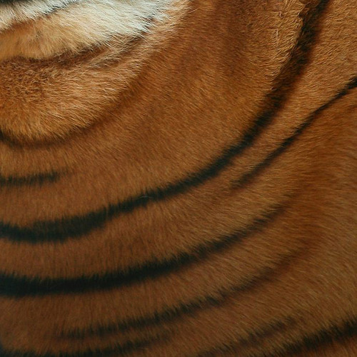 shirt-bengal-tiger