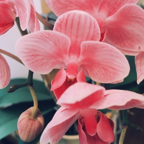 michael-uzowuru-pink-orchids